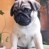 パグ