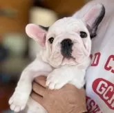 フレンチブルドッグ