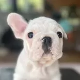 フレンチブルドッグ