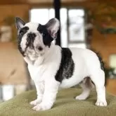 フレンチブルドッグ