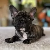 フレンチブルドッグ