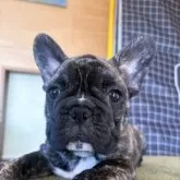 フレンチブルドッグ
