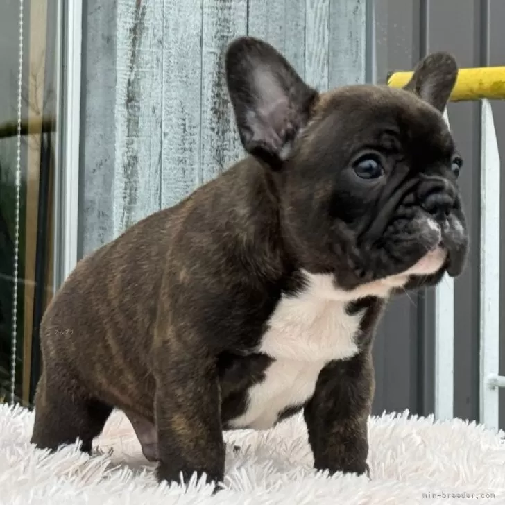 ドンキー 様のお迎えした子犬