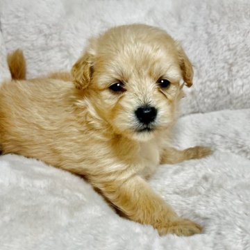 【千葉県・男の子・2025年7月23日・クリーム】の写真「毛が抜けにくい犬種になります！」