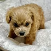 ポメプー(ポメラニアン×トイプードル)【千葉県・女の子・2025年2月27日・クリーム】の写真3