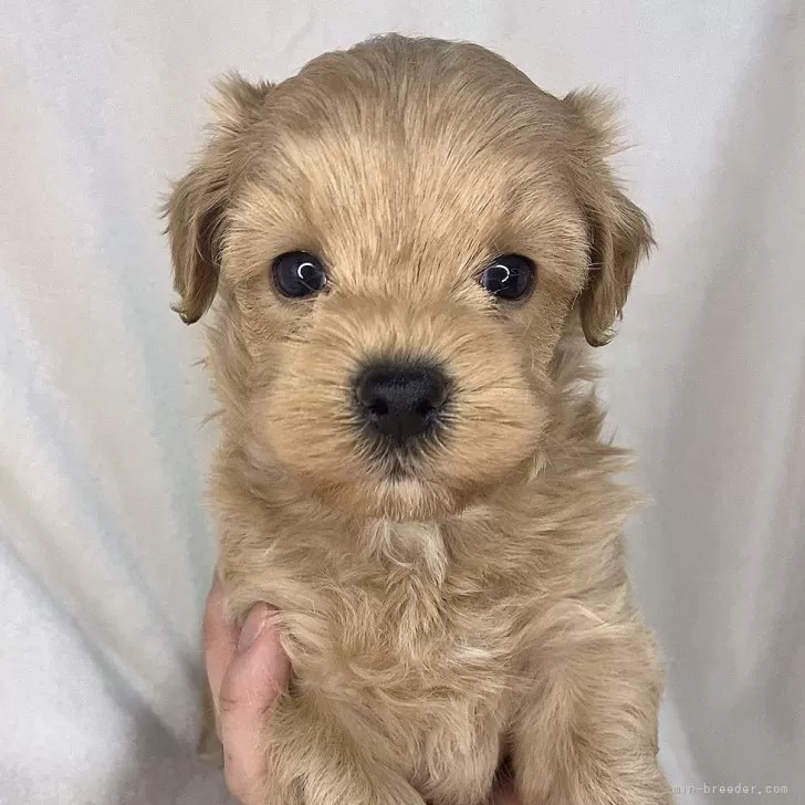ID:2403-01008の子犬