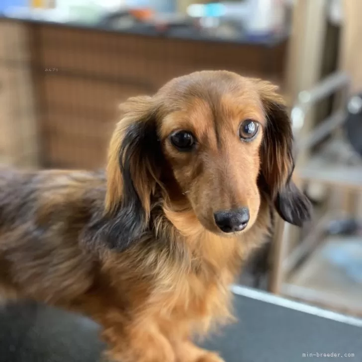 ID：2505-03869の子犬