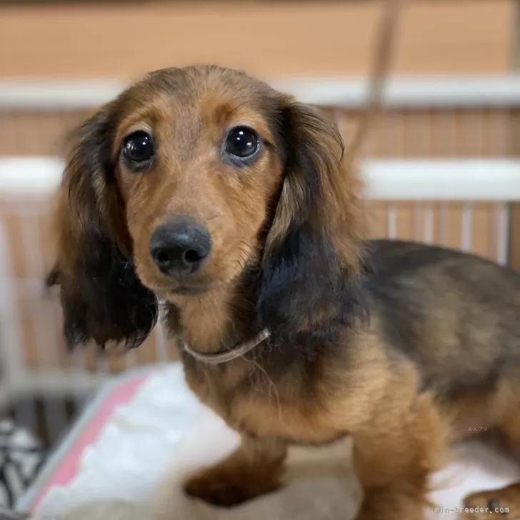 N.O 様のお迎えした子犬