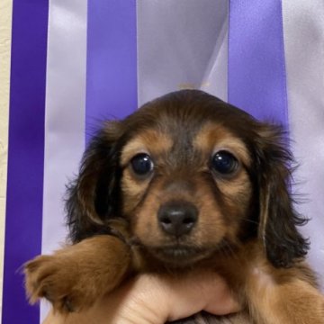 カニンヘンダックスフンド(ロング)【茨城県・女の子・2023年4月15日・レッド】の写真「パパもママもチャンピオン」