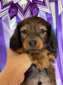 カニンヘンダックスフンド(ロング)【茨城県・男の子・2021年11月11日・レッド】の写真「お顔の可愛いイケワンな僕です」