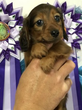 カニンヘンダックスフンド(ロング)【茨城県・男の子・2020年3月1日・レッド】の写真「お顔の可愛い僕です」