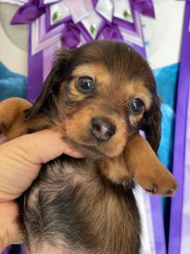 カニンヘンダックスフンド(ロング)【茨城県・女の子・2020年12月10日・レッド ロング】の写真「とっても美人さん♪ PRAクリア」