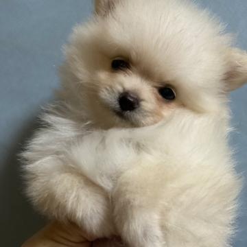 ポメラニアン【茨城県・女の子・2022年7月31日・クリーム】の写真「お顔の可愛い女の子」