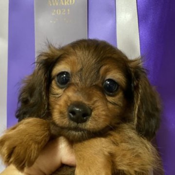 カニンヘンダックスフンド(ロング)【茨城県・男の子・2023年4月15日・レッド】の写真「パパもママもチャンピオン」