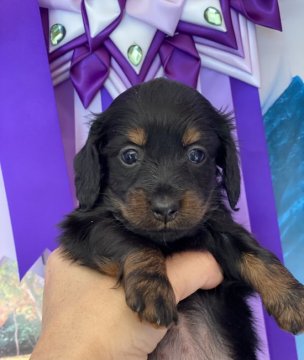 カニンヘンダックスフンド(ロング)【茨城県・女の子・2022年1月8日・ブラックタン】の写真「小粒で可愛い子」