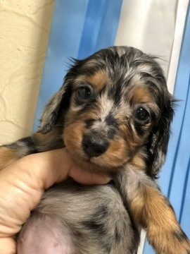 カニンヘンダックスフンド(ロング)【茨城県・女の子・2020年5月13日・シルバーダップル】の写真「遺伝子検査済みPRAクリア」