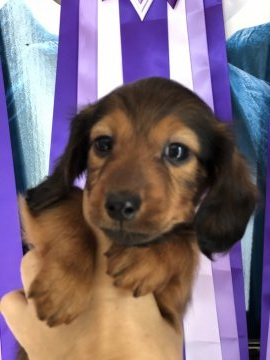 カニンヘンダックスフンド(ロング)【茨城県・男の子・2020年3月1日・レッド】の写真「色素しっかり」