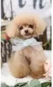 ティーカッププードル【千葉県・男の子・2024年5月17日・レッドフォーン】の写真4「可愛いパパ犬　1.4kg」
