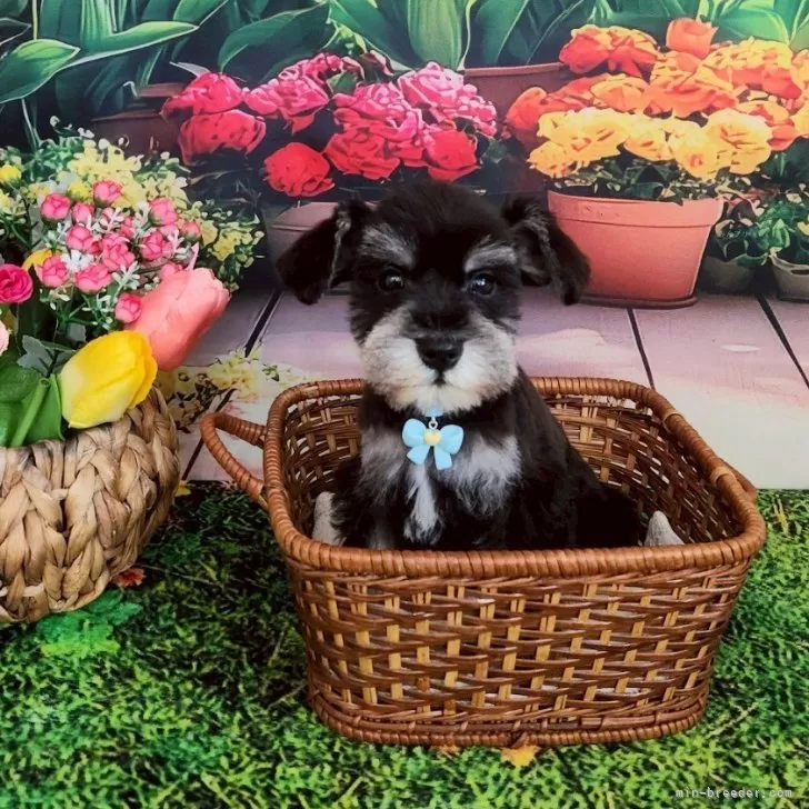 ID：2505-00419の子犬