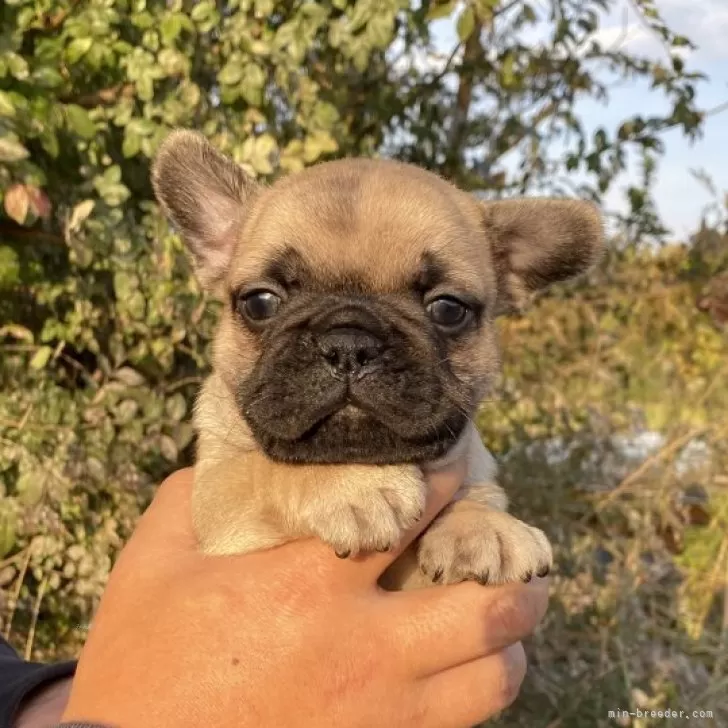 ID：2412-01835の子犬