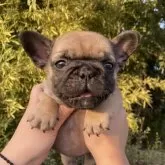 フレンチブルドッグ