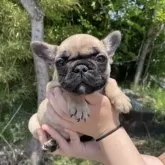 フレンチブルドッグ
