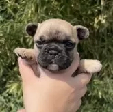 フレンチブルドッグ