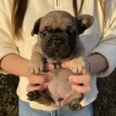 フレンチブルドッグ【奈良県・男の子・2024年10月25日・フォーン】の写真5