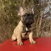 フレンチブルドッグ【奈良県・男の子・2024年10月25日・フォーン】の写真2