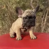 フレンチブルドッグ【奈良県・男の子・2024年10月25日・フォーン】の写真3