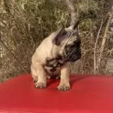 フレンチブルドッグ【奈良県・男の子・2024年10月25日・フォーン】の写真4