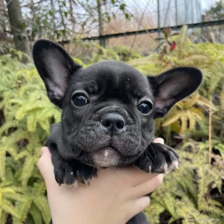 ID:2401-00739の子犬