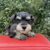 ミニチュアシュナウザー【奈良県・男の子・2024年8月22日・ブラック&シルバー】の写真1