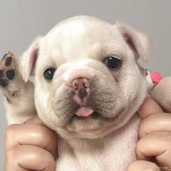 もあ 様のお迎えした子犬