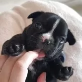 フレンチブルドッグ
