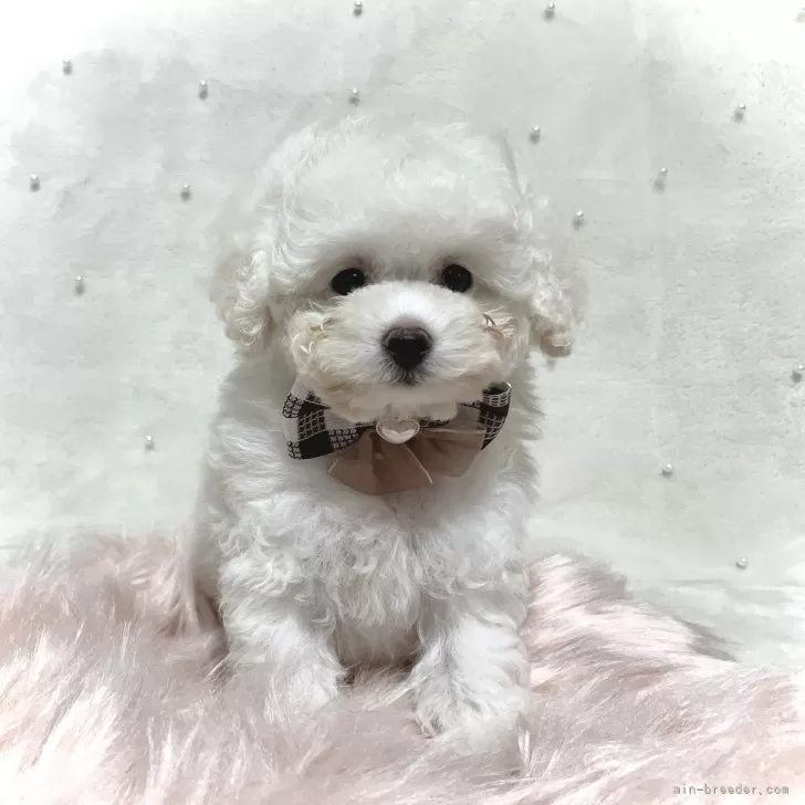 ID:2411-05184の子犬