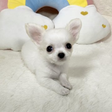 チワワ(ロング)【大阪府・女の子・2025年6月30日・ホワイト&クリーム】の写真「オーバーショット気味の為特別価格でのご案内です✨」