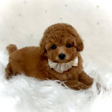 トイプードル(タイニー)【大阪府・女の子・2024年10月5日・レッドフォーン(レッド)】の写真「クリクリした目がとっても可愛い女の子♪♪」