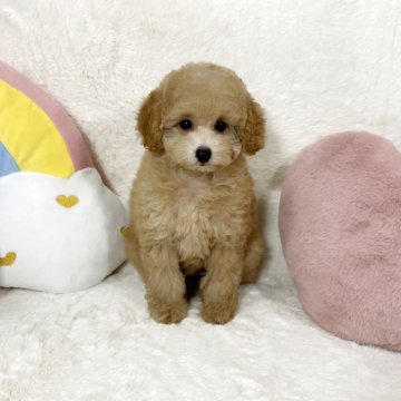 タイニープードル【大阪府・女の子・2025年8月15日・オレンジフォーン(アプリコット)】の写真「パッチリした目がとっても可愛い女の子です♪」