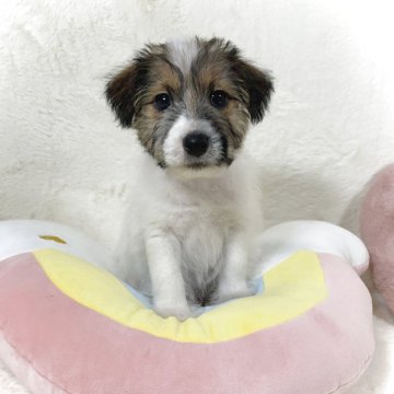 ジャックラッセルテリア【大阪府・男の子・2025年9月11日・ホワイト&タン】の写真「とっても甘えん坊で元気いっぱいの男の子♪」