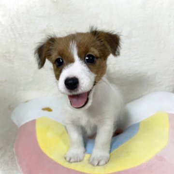 ジャックラッセルテリア【大阪府・男の子・2025年9月11日・ホワイト&タン】の写真「短い足がとっても可愛い男の子♪」