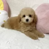 タイニープードル