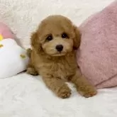 タイニープードル