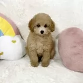 タイニープードル