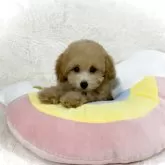 タイニープードル