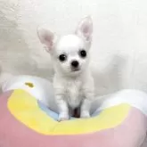 チワワ(ロング)