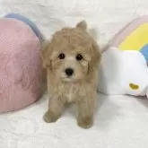 タイニープードル