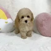 タイニープードル