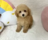 タイニープードル【大阪府・女の子・2025年8月15日・オレンジフォーン(アプリコット)】の写真2