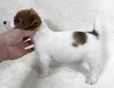 ジャックラッセルテリア【大阪府・男の子・2025年9月11日・ホワイト&タン】の写真4